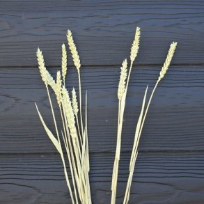 Korn t�rret gr�n 10 stilke