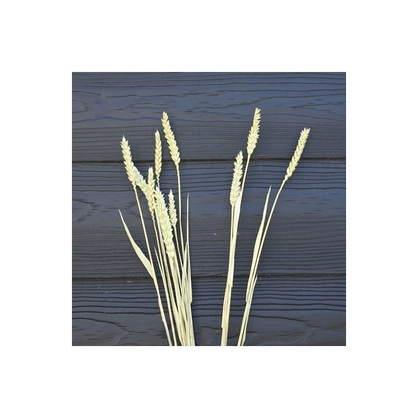 Korn t�rret gr�n 10 stilke