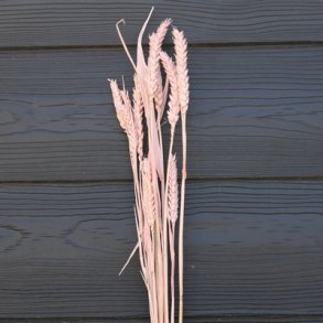 Korn t�rret lyser�d 10 stilke