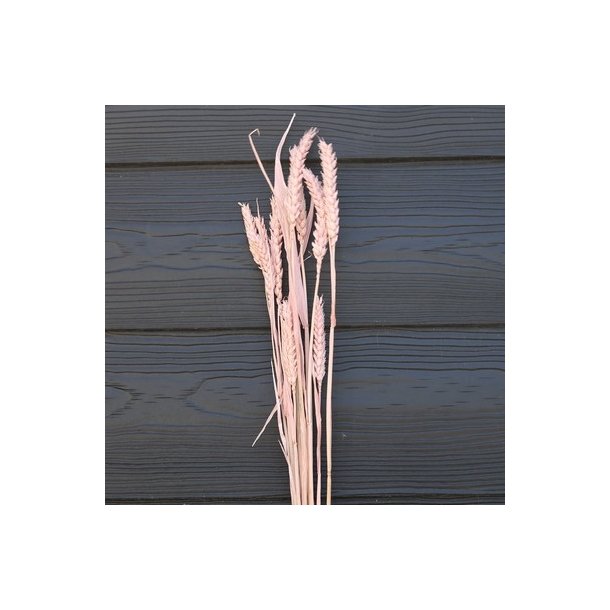 Korn t�rret lyser�d 10 stilke