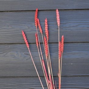 Korn t�rret r�d 10 stilke