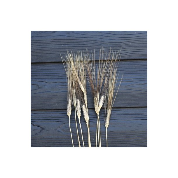 Korn t�rret natur 10 stilke