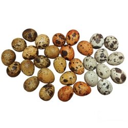 Vagtel�g mix 30 stk