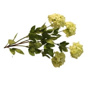 Viburnum gr�n sneboldbusk