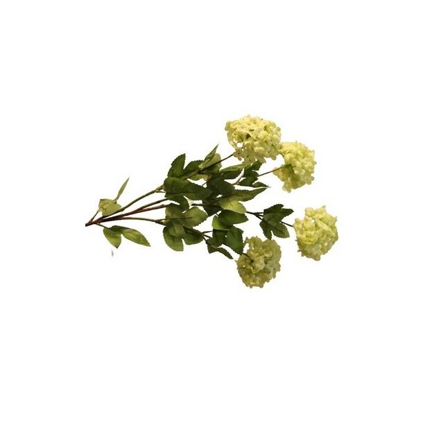 Viburnum gr�n sneboldbusk